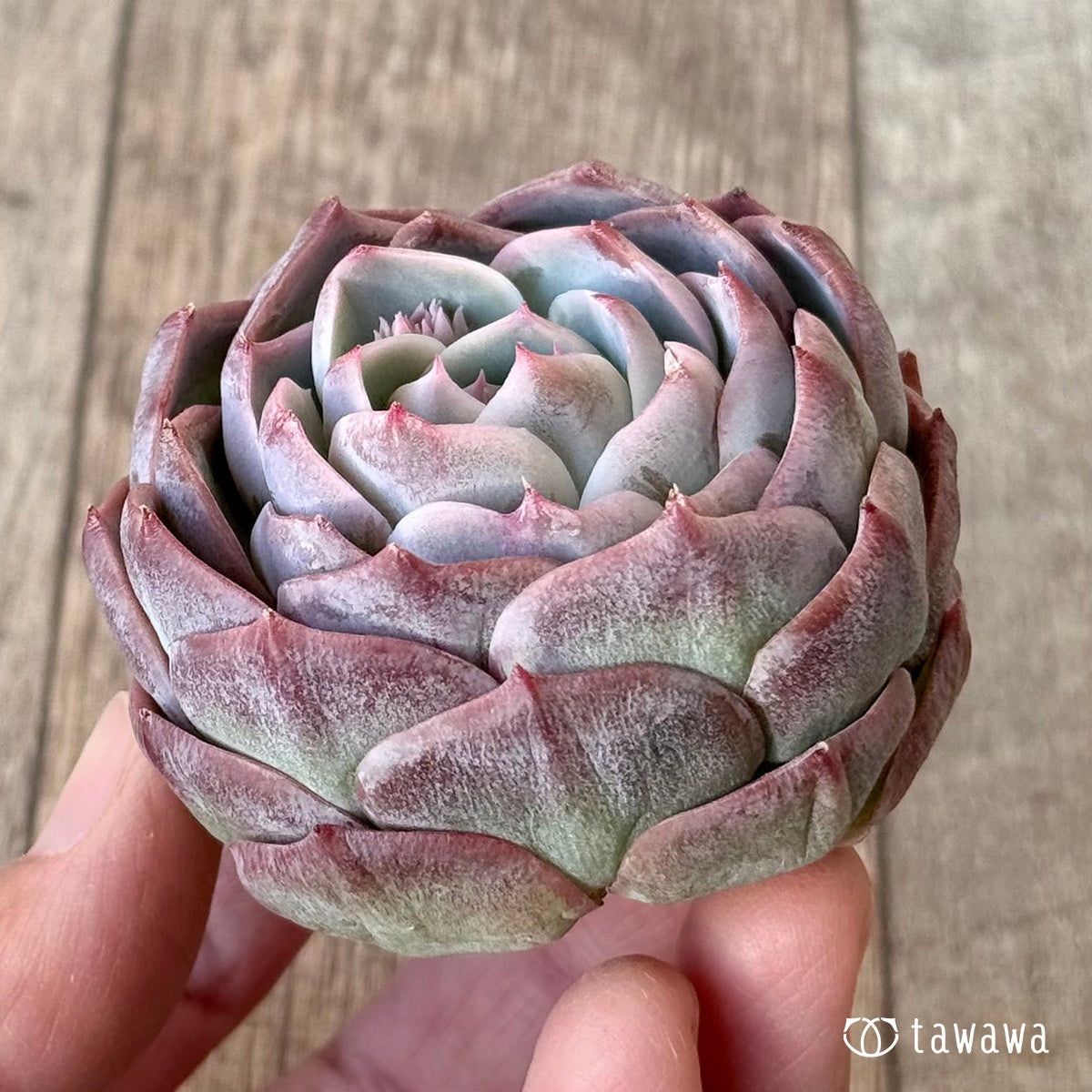 ＊新入荷＊　クドヒナ