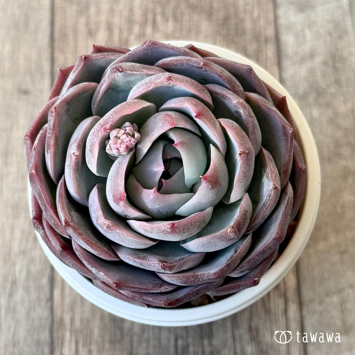 ＊新入荷＊　クドヒナ