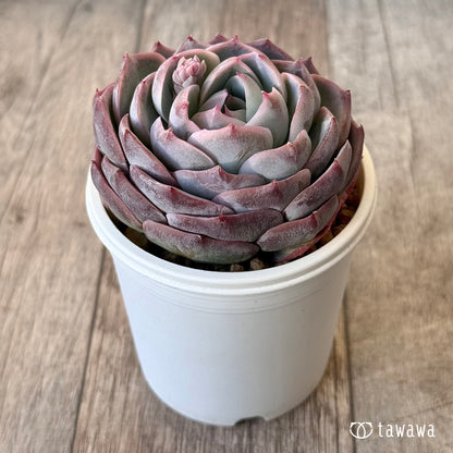 ＊新入荷＊　クドヒナ