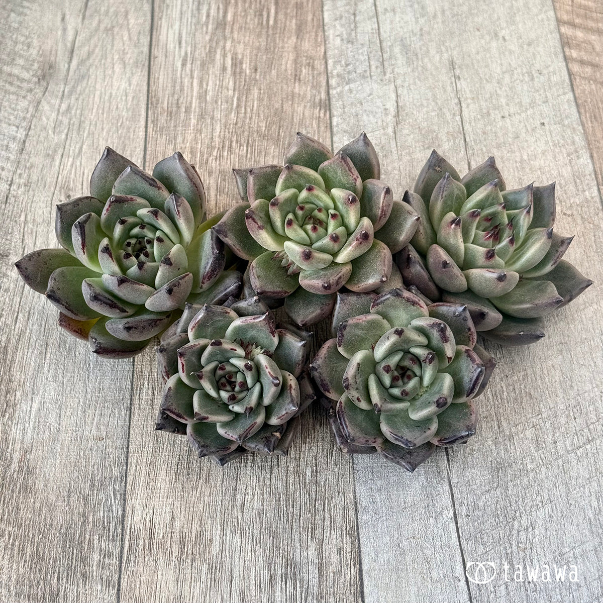 New Arrival* Cubic Frost