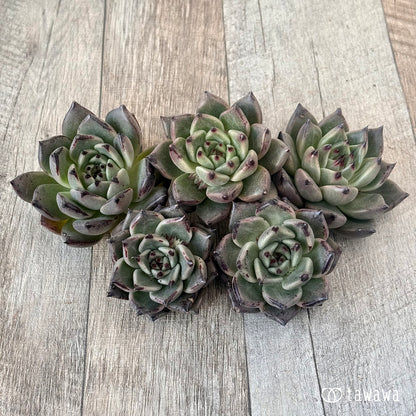 ＊新入荷＊　カラボニー