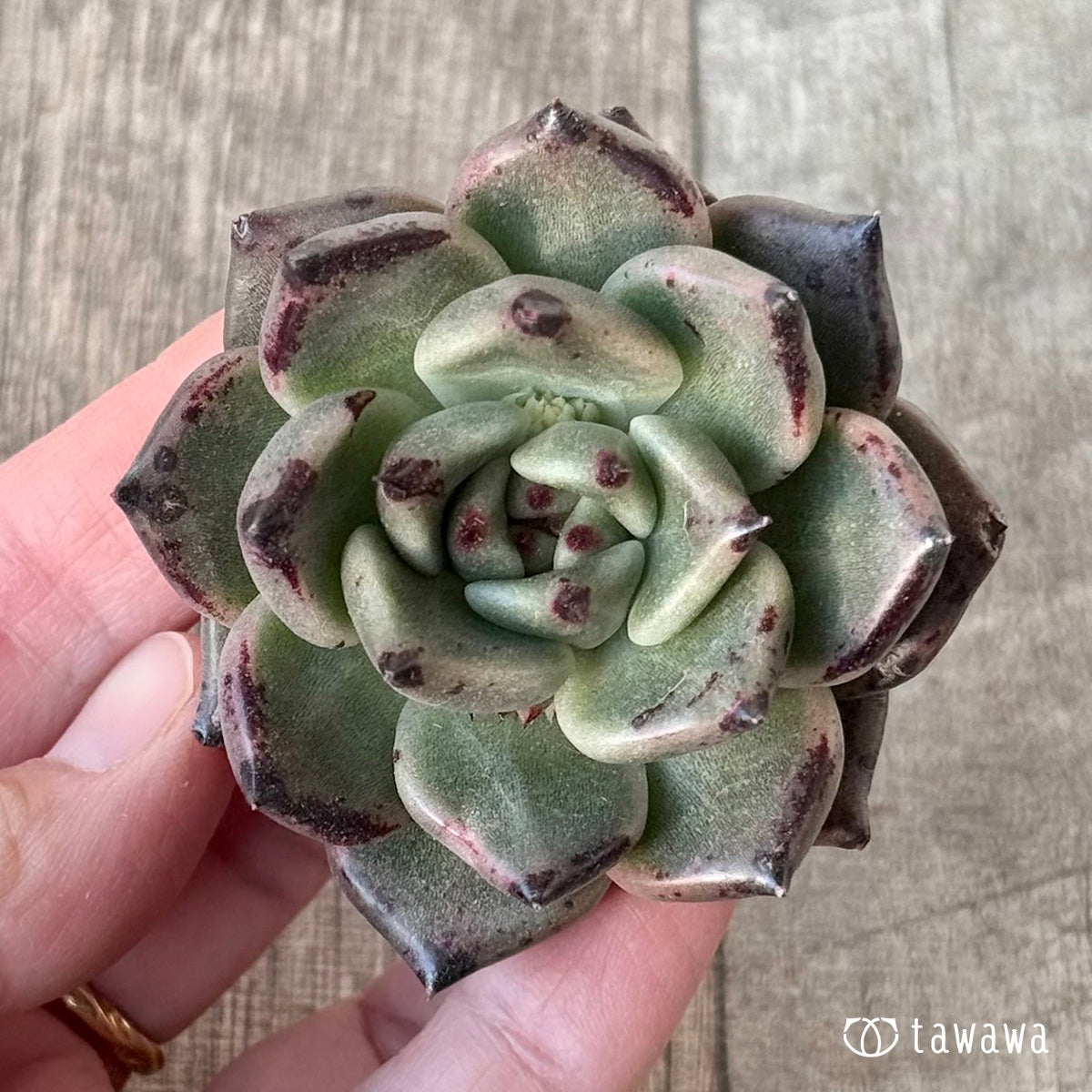 New Arrival* Cubic Frost