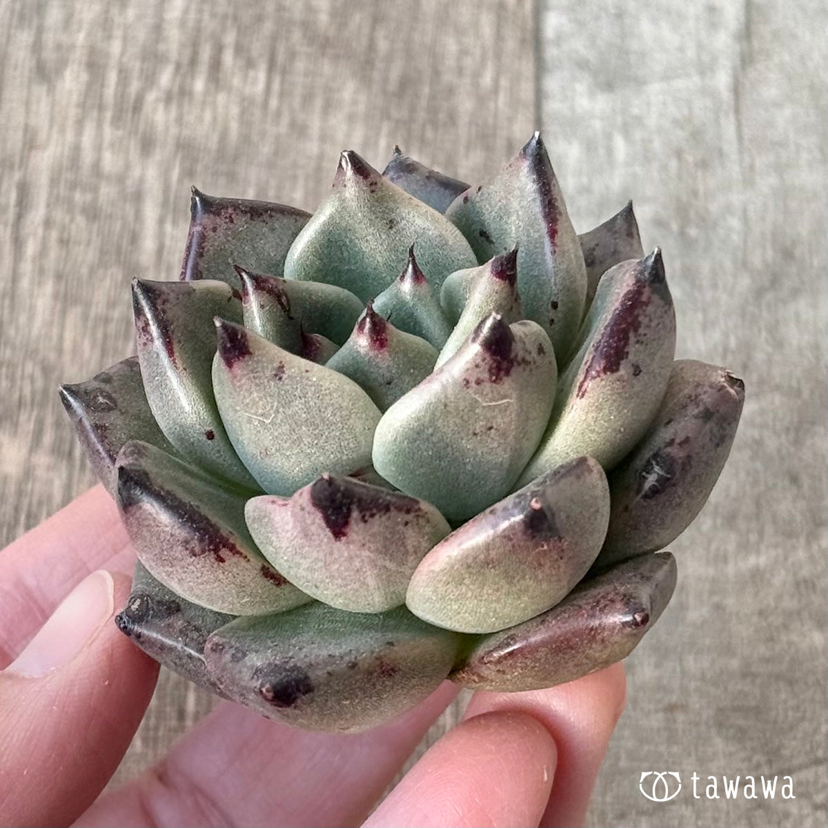 New Arrival* Cubic Frost