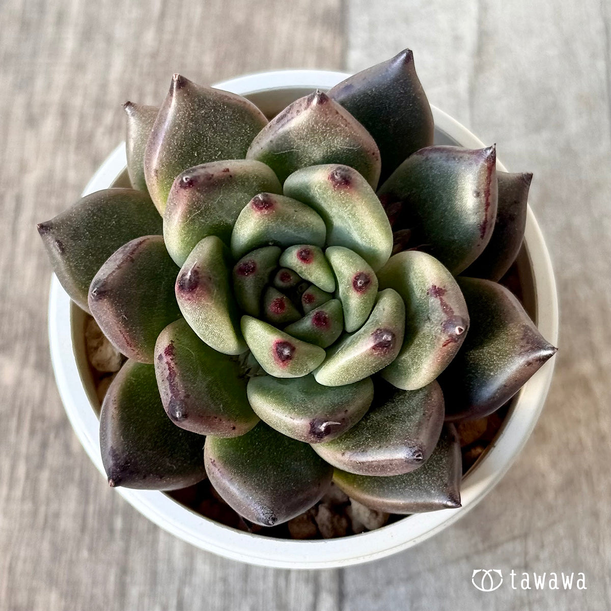 New Arrival* Cubic Frost