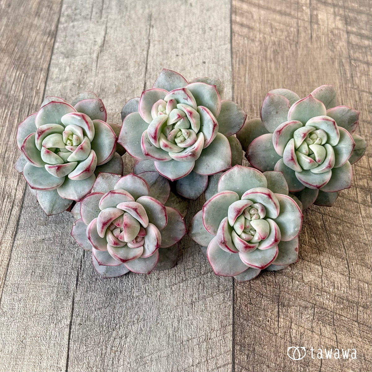 1/27発売】バニラビス錦 – 多肉植物の通販・販売サイト tawawa