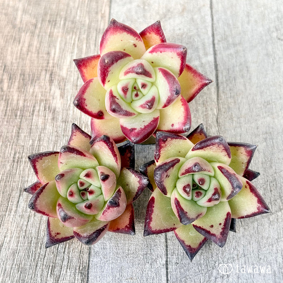 New Arrival* Cubic Frost