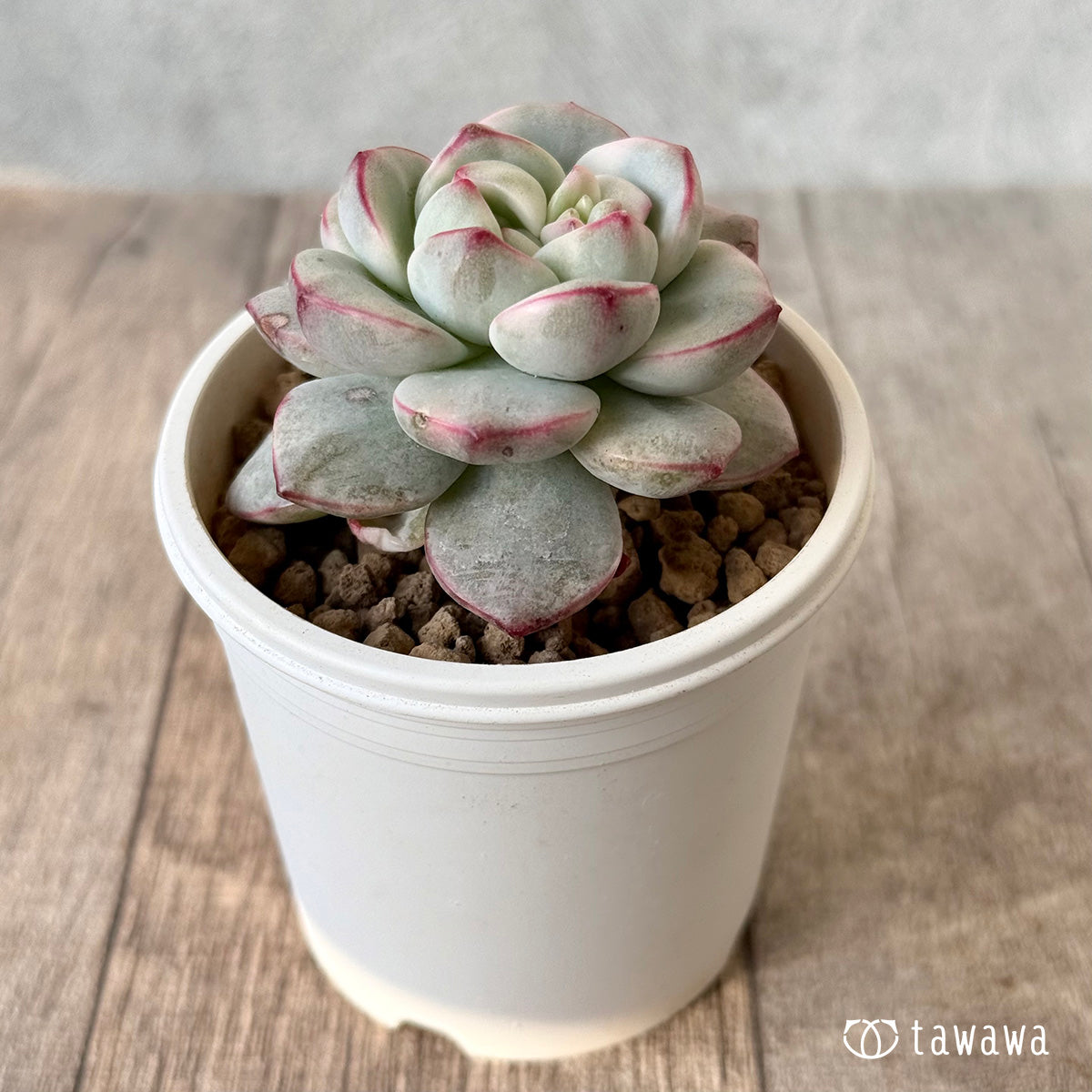 1/27発売】バニラビス錦 – 多肉植物の通販・販売サイト tawawa