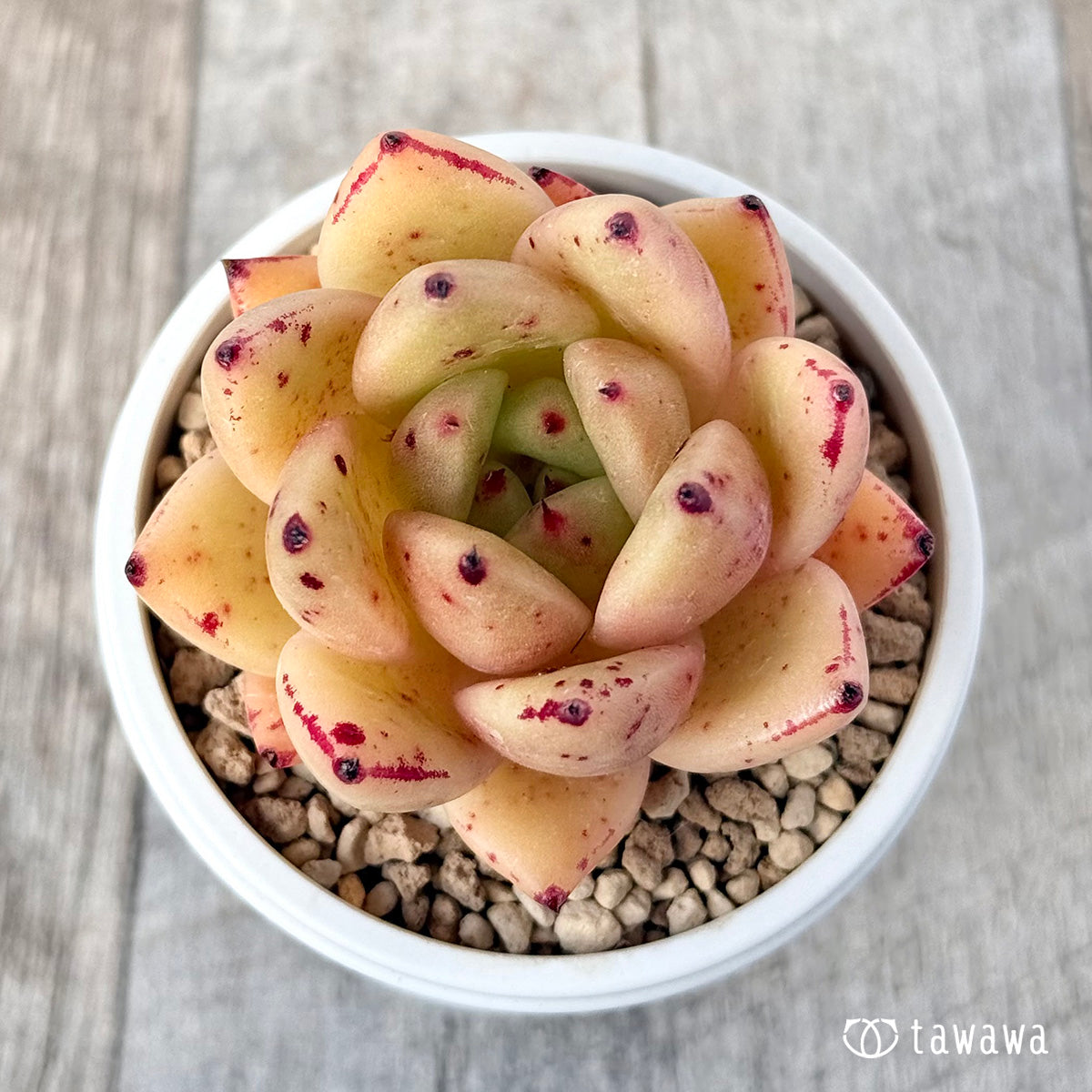 신디