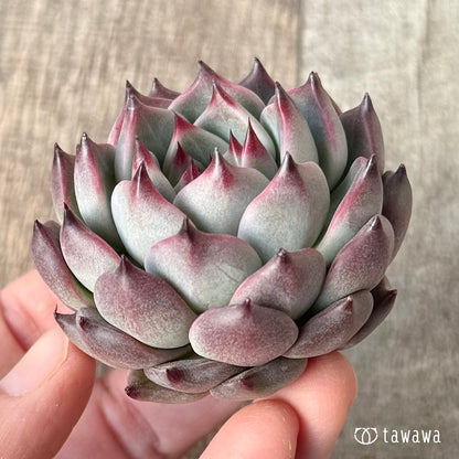 ＊新入荷＊　コタロウ