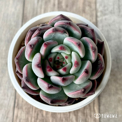 ＊新入荷＊　コタロウ