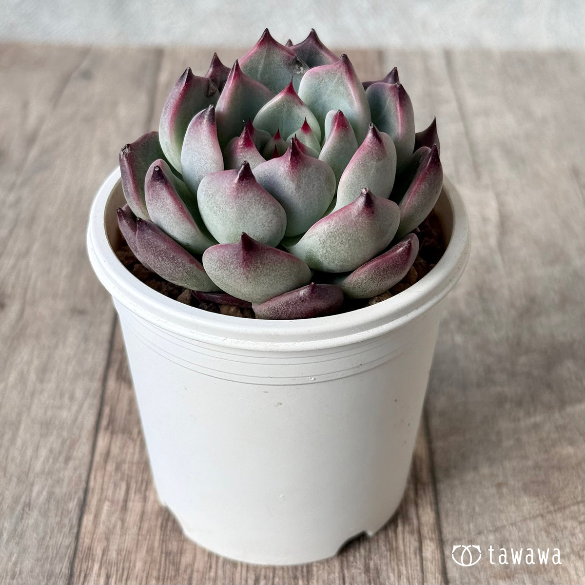 ＊新入荷＊　コタロウ