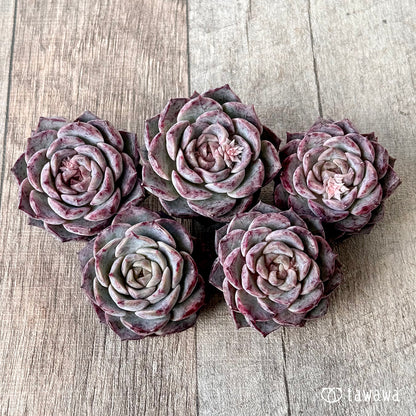 ＊新入荷＊　マックスパープル