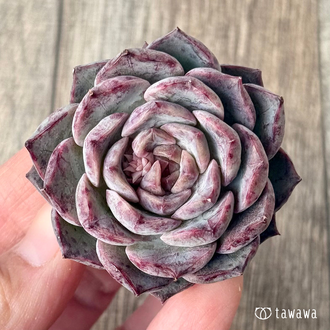 ＊新入荷＊　マックスパープル