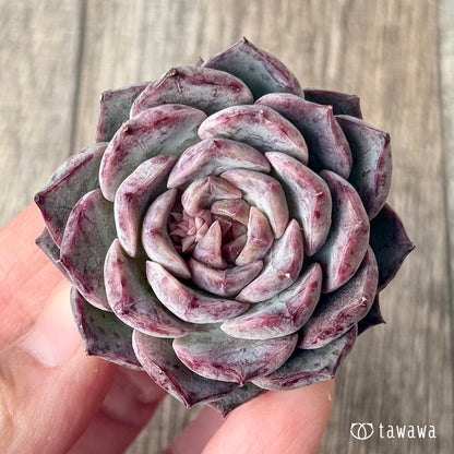 ＊新入荷＊　マックスパープル