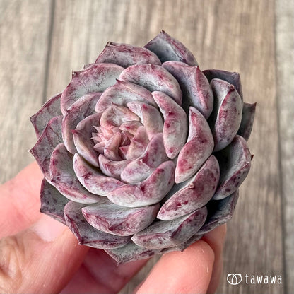 ＊新入荷＊　マックスパープル