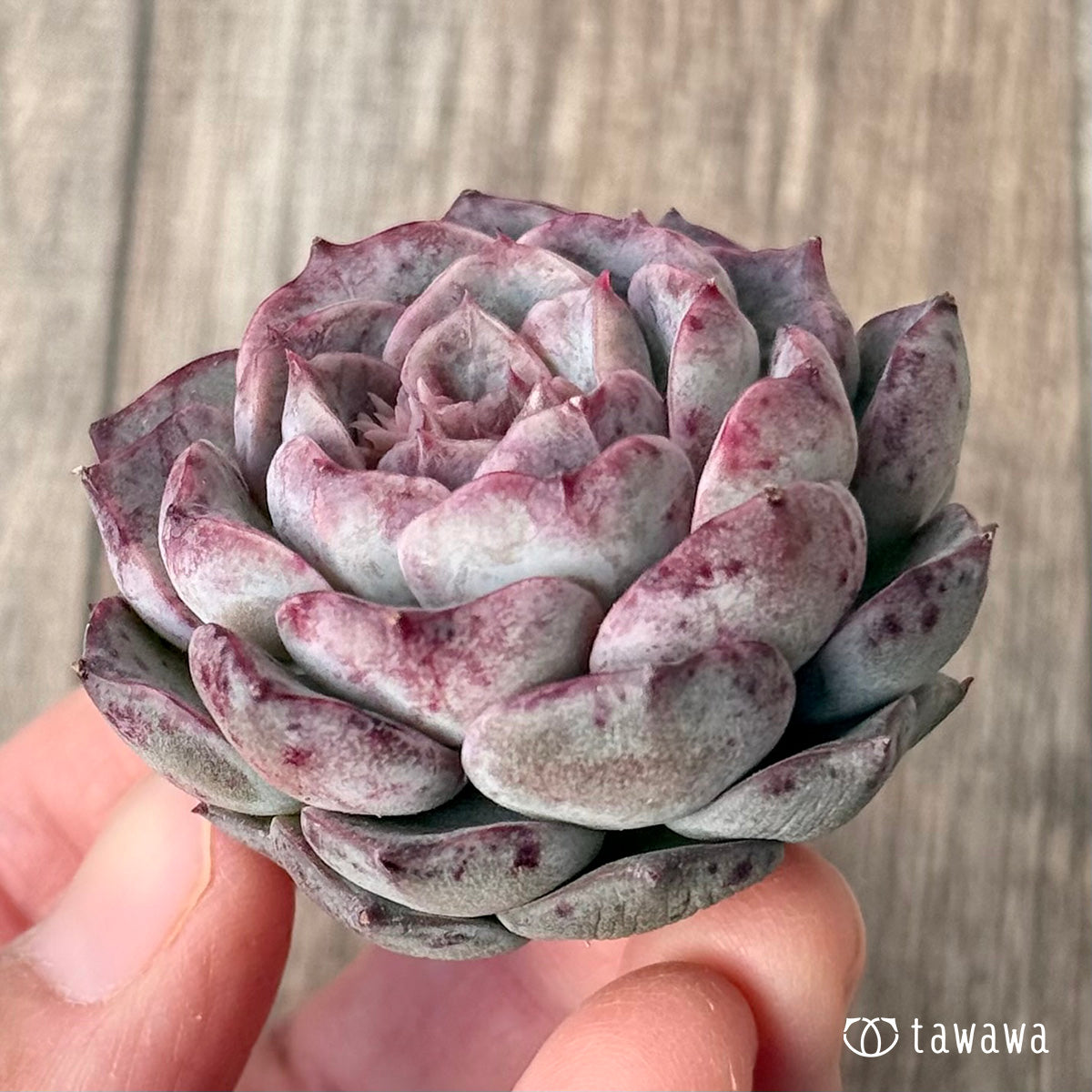 ＊新入荷＊　マックスパープル