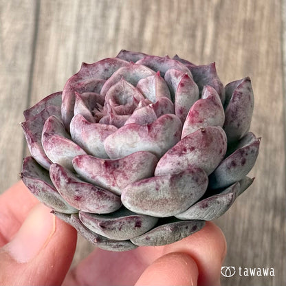 ＊新入荷＊　マックスパープル