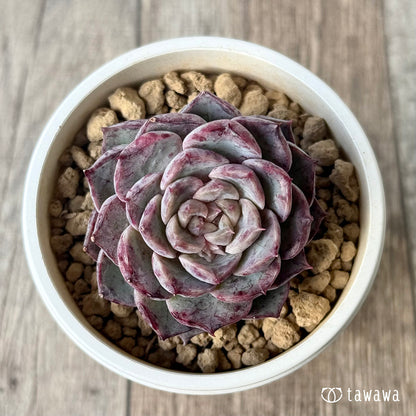 ＊新入荷＊　マックスパープル