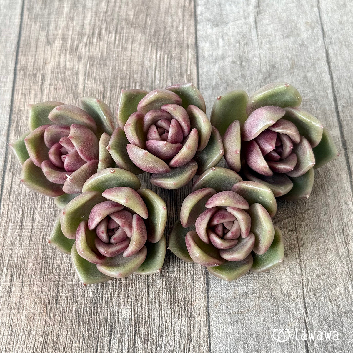 ＊新入荷＊　ロザンヌ