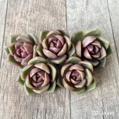 ＊新入荷＊　ロザンヌ