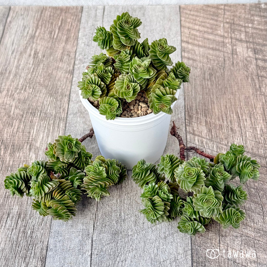 New Arrivals: Ice Green