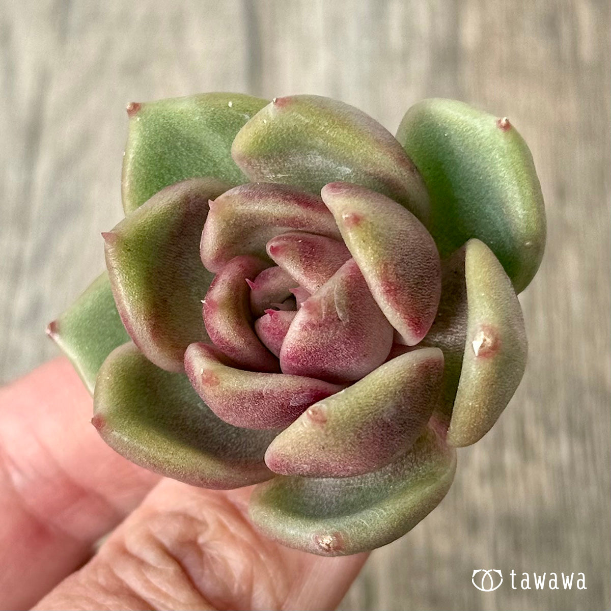 ＊新入荷＊　ロザンヌ