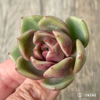 ＊新入荷＊　ロザンヌ