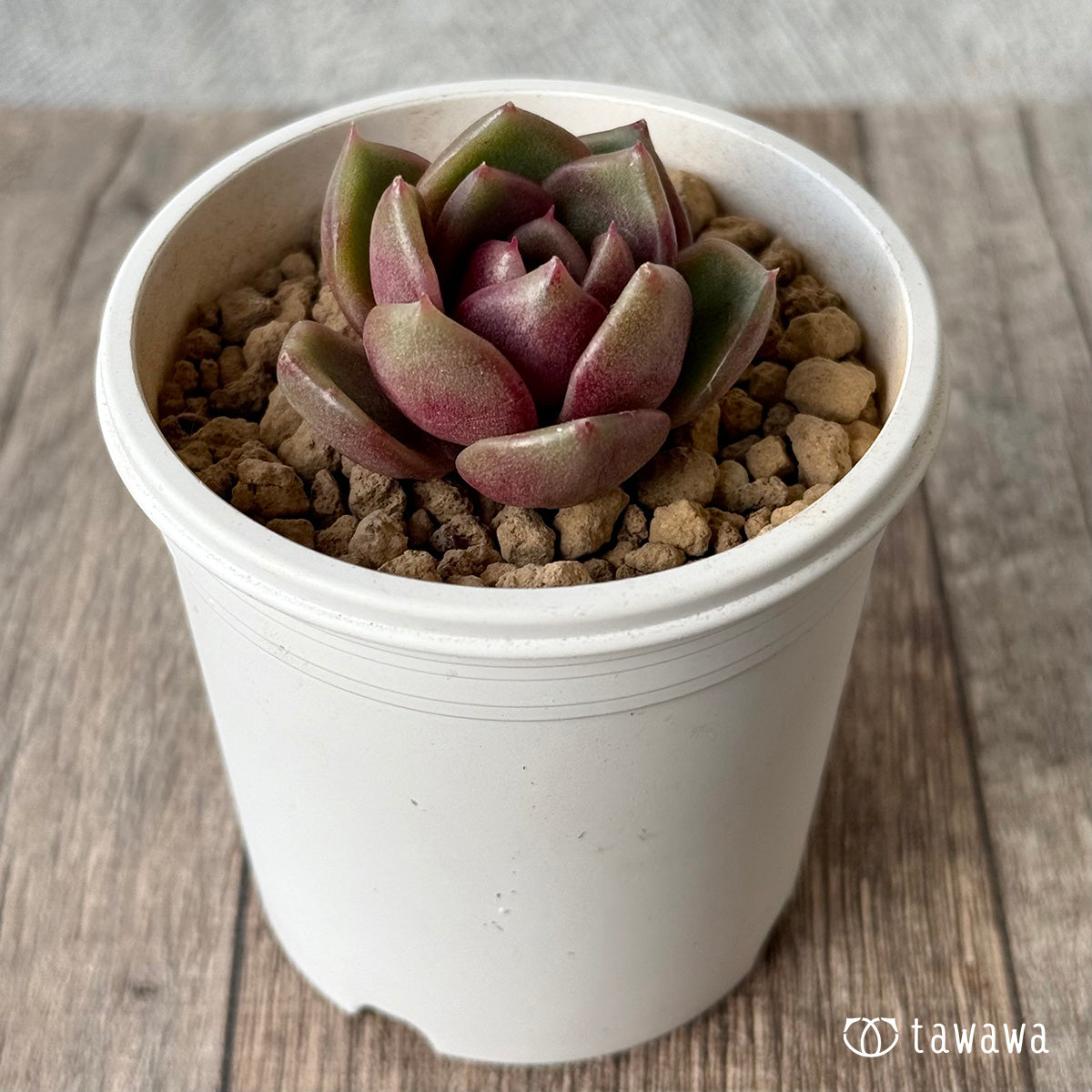 ＊新入荷＊　ロザンヌ