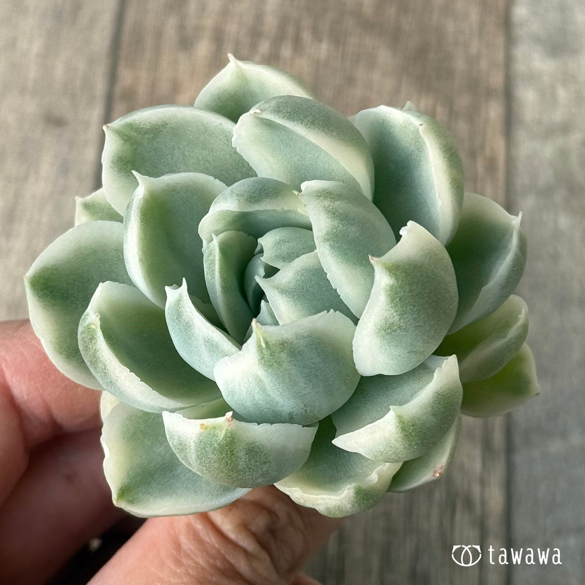 多肉植物 ジロ錦♡抜き苗 多肉植物 ジロ錦♡抜き苗