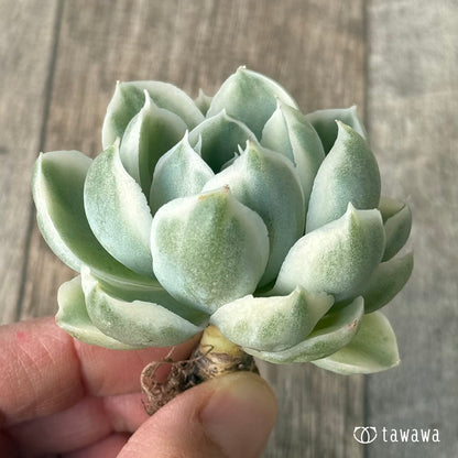 ＊新入荷＊　ジロ錦