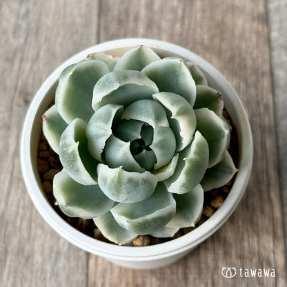 ＊新入荷＊　ジロ錦