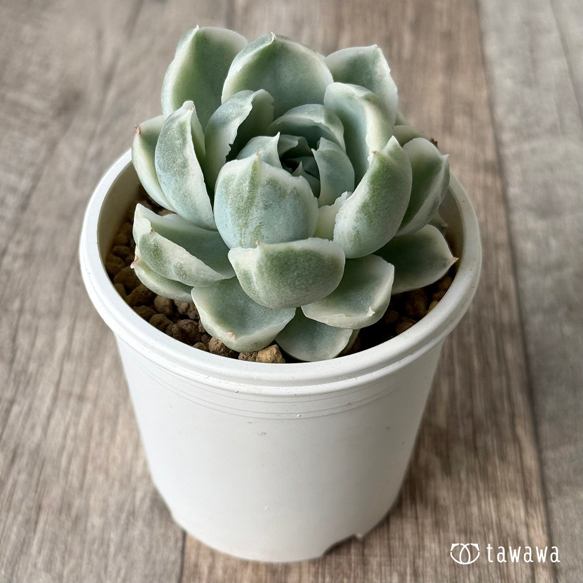 ＊新入荷＊　ジロ錦