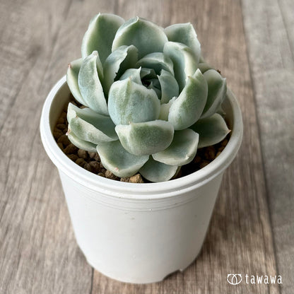 ＊新入荷＊　ジロ錦