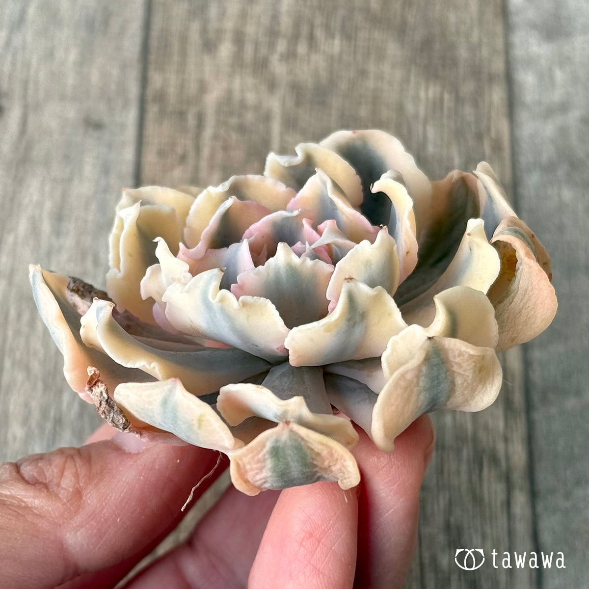 ＊新入荷＊　サフラン錦①