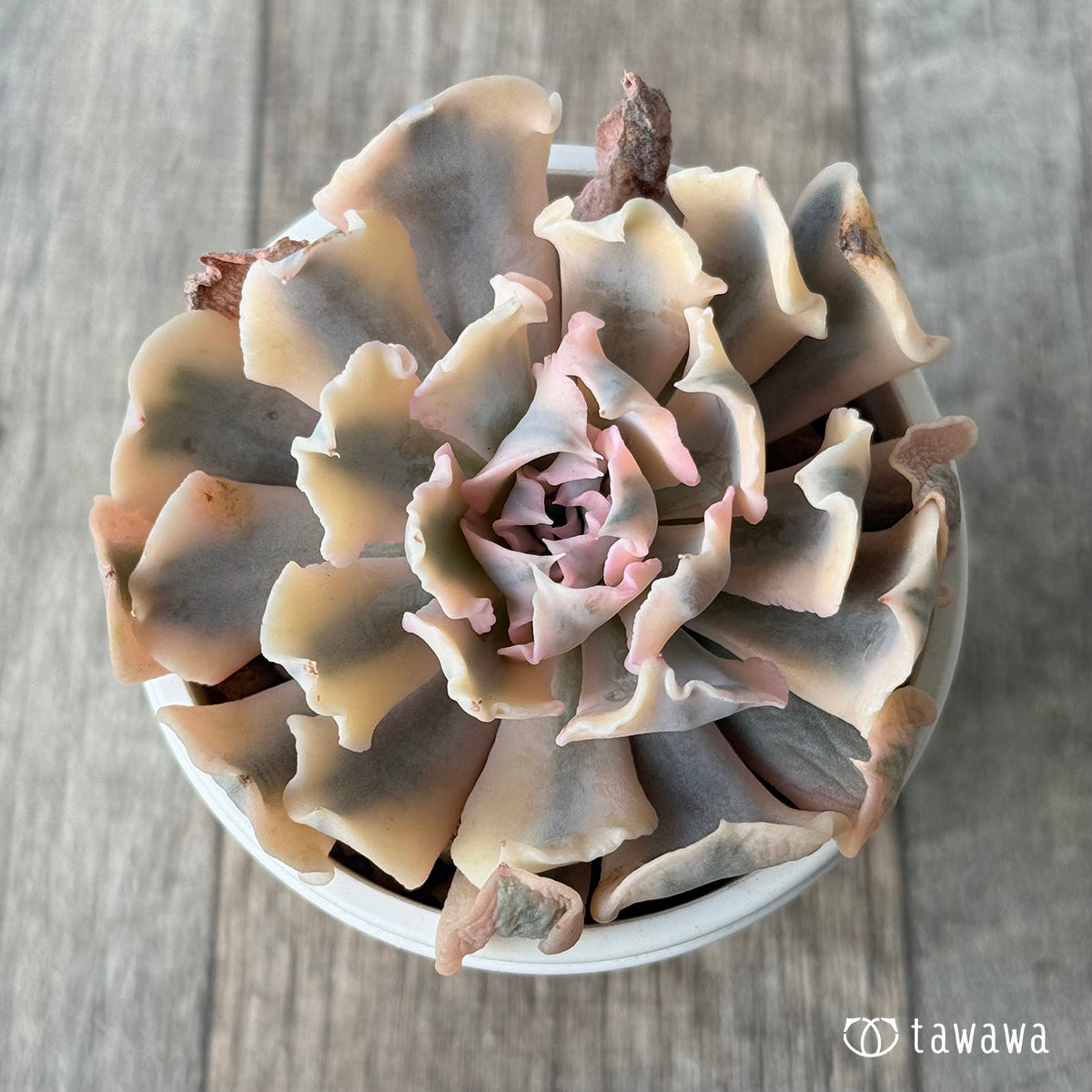 ＊新入荷＊　サフラン錦①