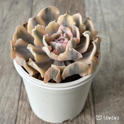 ＊新入荷＊　サフラン錦①