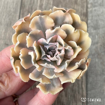 ＊新入荷＊　サフラン錦②