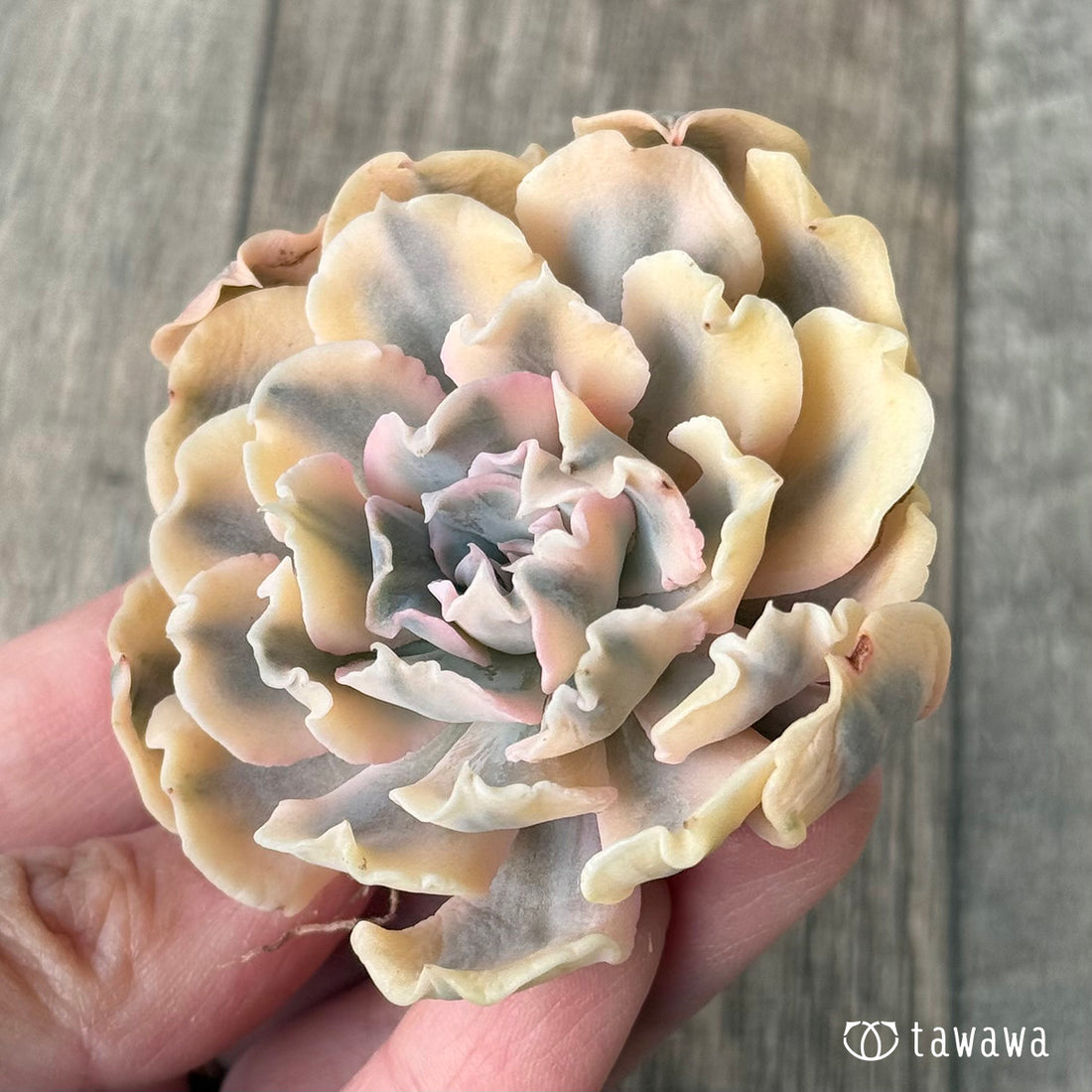 ＊新入荷＊　サフラン錦②