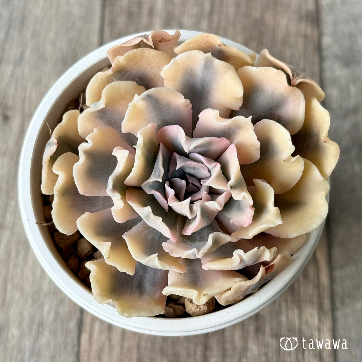 ＊新入荷＊　サフラン錦②