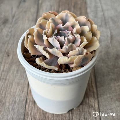 ＊新入荷＊　サフラン錦②