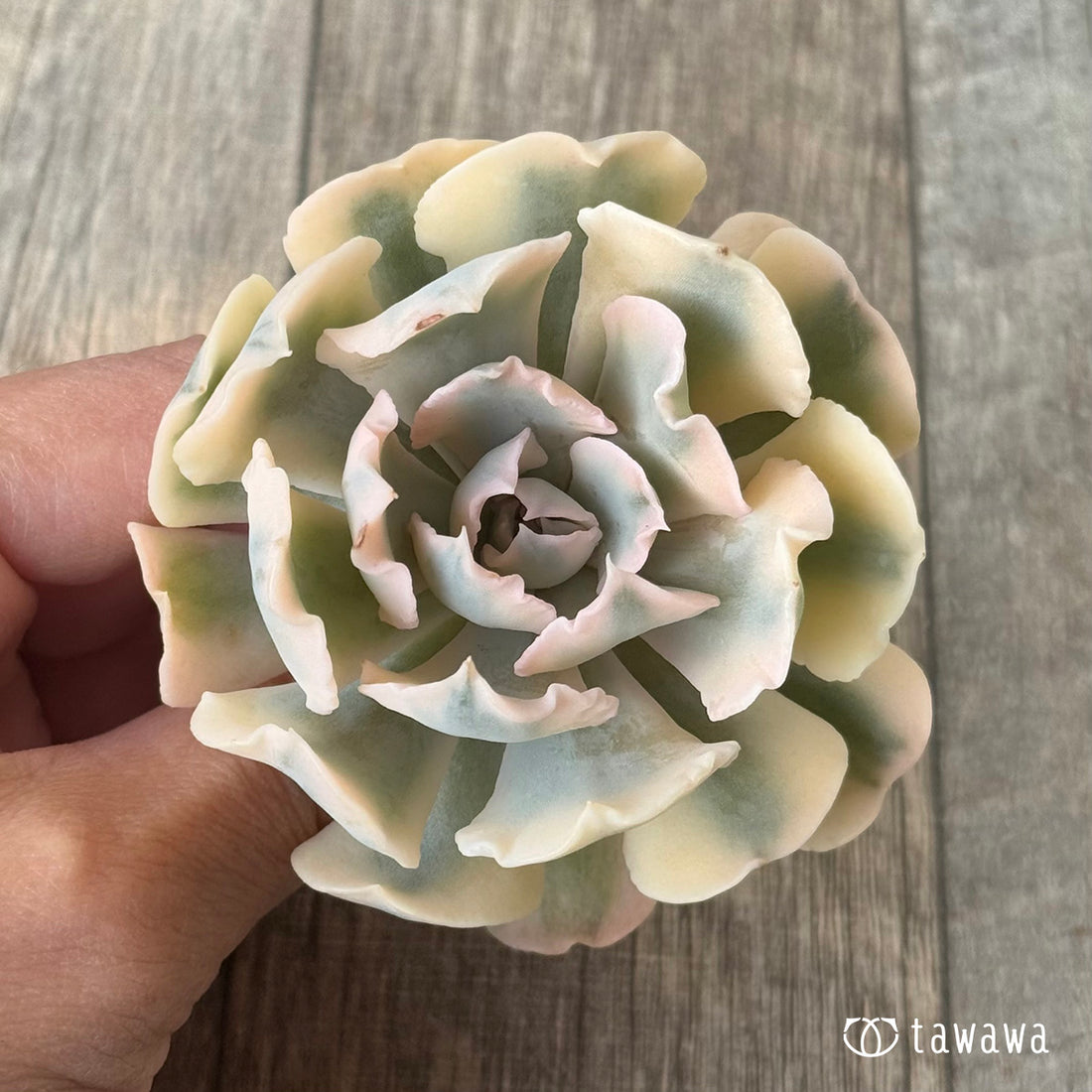 ＊新入荷＊　サフラン錦③