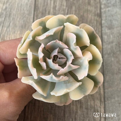 ＊新入荷＊　サフラン錦③