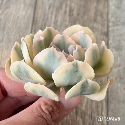 ＊新入荷＊　サフラン錦③