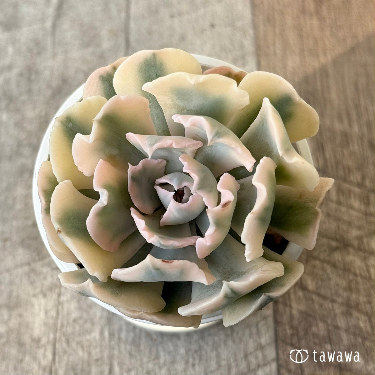 ＊新入荷＊　サフラン錦③