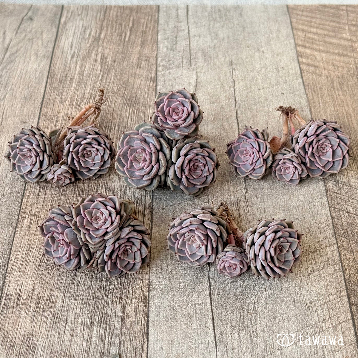 ＊新入荷＊　リオハート