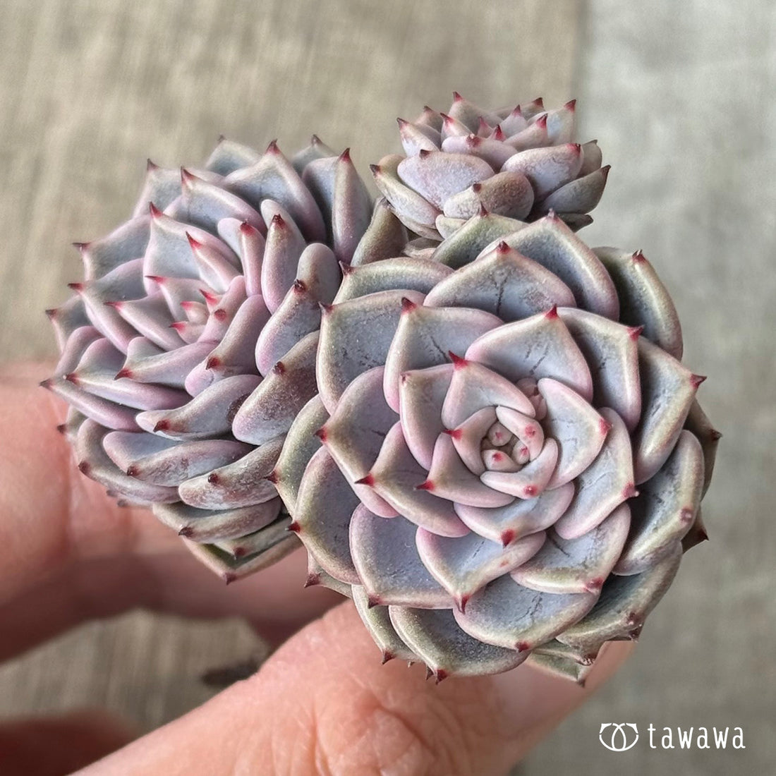 ＊新入荷＊　リオハート