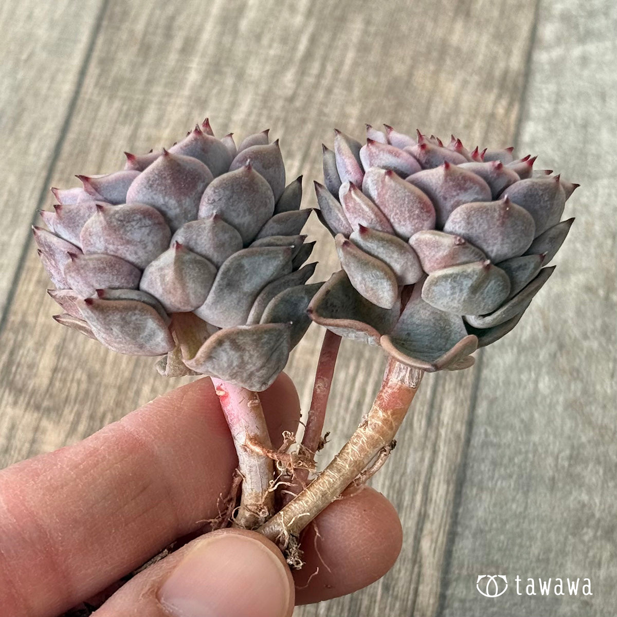 ＊新入荷＊　リオハート