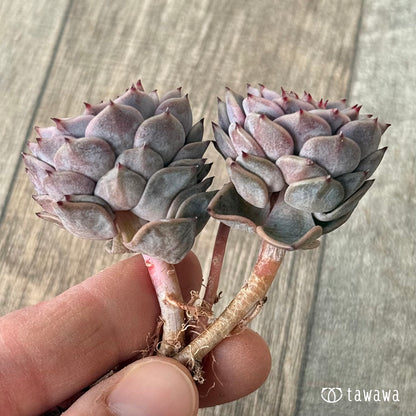 ＊新入荷＊　リオハート