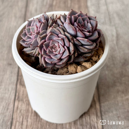 ＊新入荷＊　リオハート