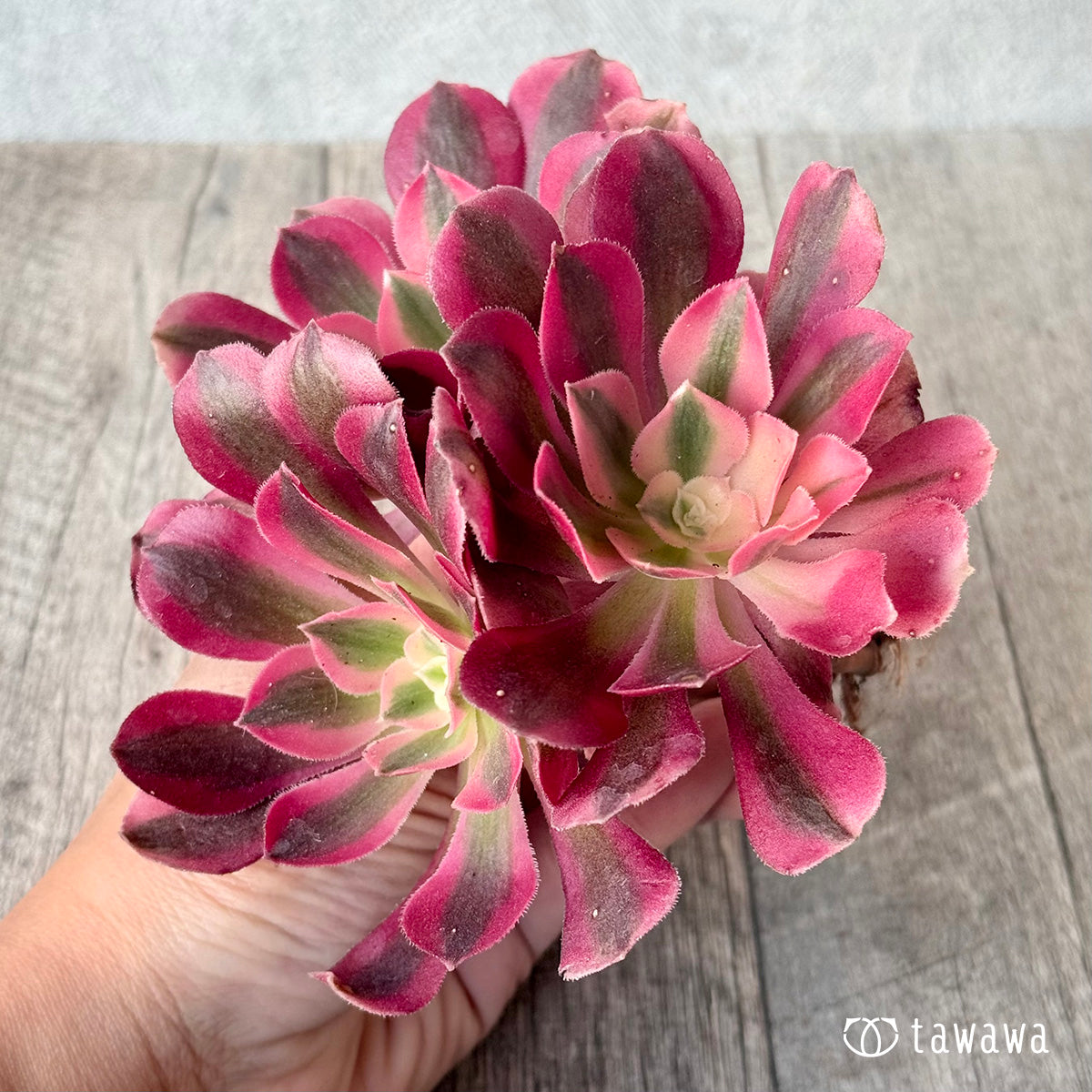 斑入り苗 – 多肉植物の通販・販売サイト tawawa